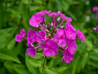 Magenta phlox flowers close-up on green garden background