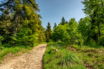 Tourist path leading through the forest.