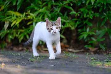 The kitten is walking in the garden.