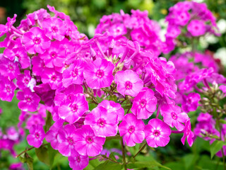 Large cluster of pink phlox blooms in ornamental garden