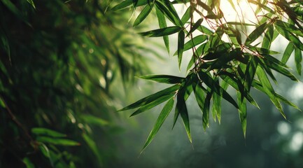Fototapeta premium Lush bamboo leaves bathed in morning sunlight