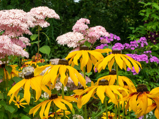 Yellow rudbeckia with pink filipendula blooms in colorful summer garden