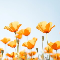Obraz premium Golden california poppies bloom under a bright sky