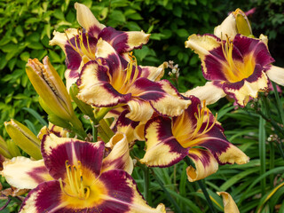 Burgundy and yellow bicolor daylily flowers close-up in garden