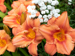 Peach daylilies and white gypsophila bouquet in vibrant cottage garden