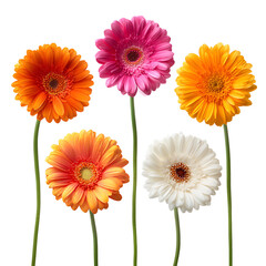 Five vibrant Gerbera daisies on black background