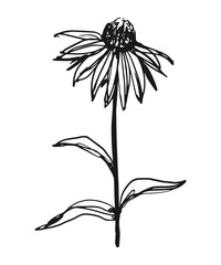 Echinacea medicinal plant sketch vector illustration isolated on white background for essential oil and herbal tea packaging designs.