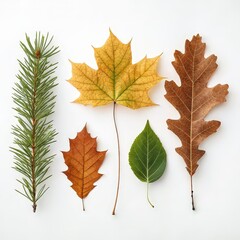 Botanical Harmony: A curated collection of diverse leaves from various trees showcases the intricate details and natural beauty of botanical wonders, each leaf with a unique color and texture