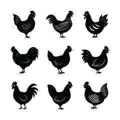 vector set of chicken