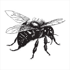 Vector engraving art featuring a honey bee
