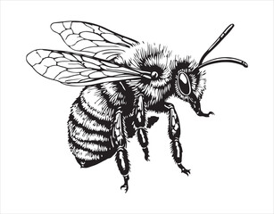 Illustration of a honey bee done in vector engraving
