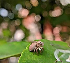 Spider on a leaf