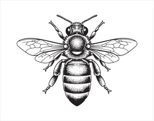 Vector-engraved illustration showcasing a honey bee


