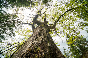 Naklejka premium Forest bottom up view to the top of the tree crown during Spring phase with green leaves 