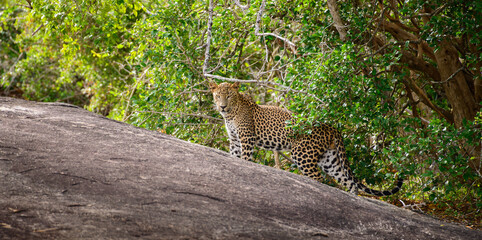 Leopard stands on a rock near the edge of a forest while partly hidden by branches