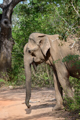 An elephant stands near a dirt path surrounded by forest at Yala National Park. The elephant’s...