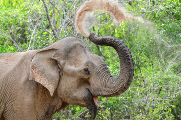 Obraz premium Elephant sand bath, spraying sand over its back with its trunk, sand flying through the air above its head