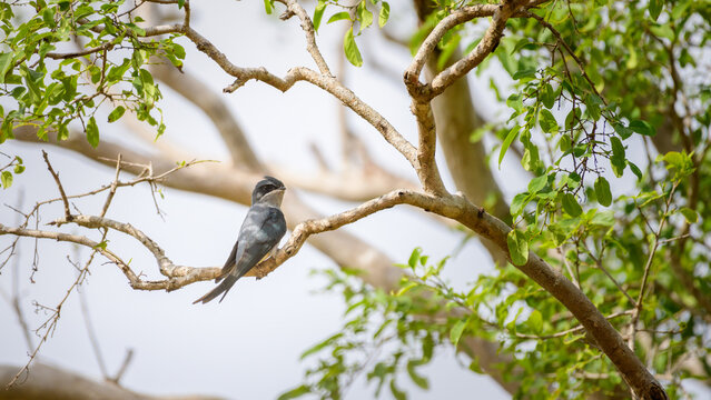 Crested treeswift female bird perched on a tree branch surrounded by green leaves at Yala National Park