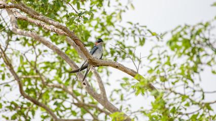 Crested treeswift male bird perched on a tree branch surrounded by green leaves at Yala National Park