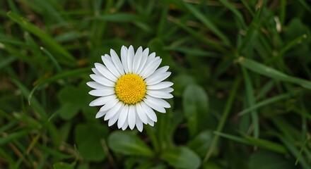 Obraz premium Cheerful White Daisy in Green Grass 