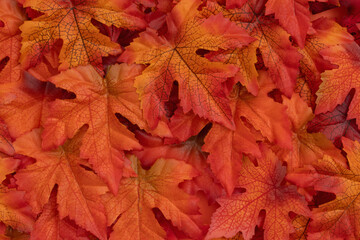 Fall Leaves autumn season background