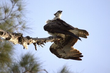 osprey in thw tree