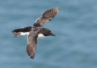 Razorbill in Flight on Blue backdrop