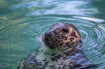 A cute grey seal (Halichoerus grypus) swimming during hot summer day