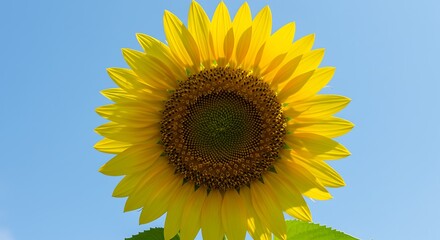 Obraz premium Majestic Sunﬂower Under Blue Sky