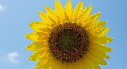 Obraz premium Majestic Sunﬂower Under Blue Sky