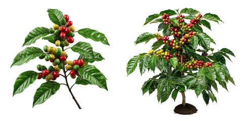 Set of coffee trees with ripe berries and green leaves, isolated on a transparent background.