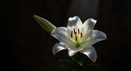 Majestic White Lily Dramatic Lighting