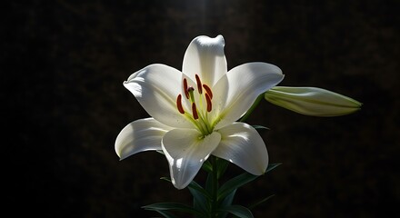 Obraz premium Majestic White Lily Dramatic Lighting