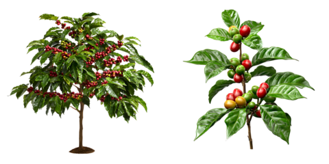 Set of coffee trees with ripe berries and green leaves, isolated on a transparent background.