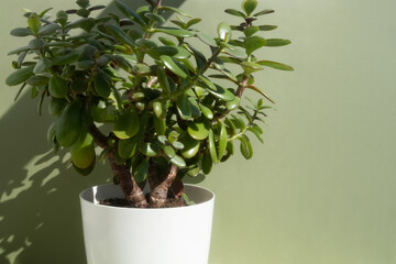 Beautiful Crassula ovata, Jade Plant, Money Plant, succulent plant in a white flower pot on a green background. Home decor and gardening concept.