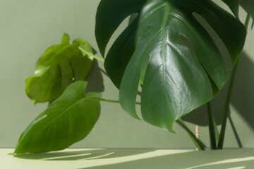 A beautiful leaves of the monstera deliciosa or Swiss cheese plant in the sun against on a green...