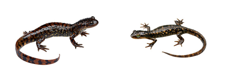 Fototapeta premium Set of colorful salamanders in different poses, isolated on a transparent background.