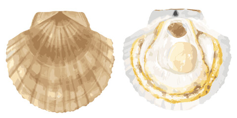 美味しそうな開いたホタテ貝	