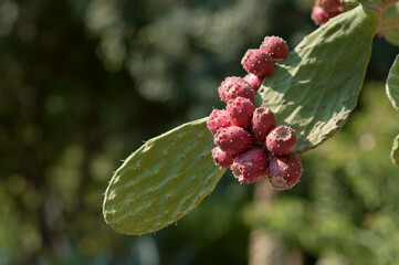Figues de barbarie roses / rouges mures sur un cactus