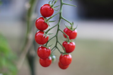 Fresh cherry tomatoes on the vine