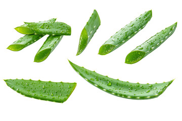 Freshly cut aloe vera leaves with water droplets isolated on transparent background
