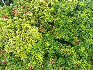 A Dense Wall of Small Green Leaf Plants