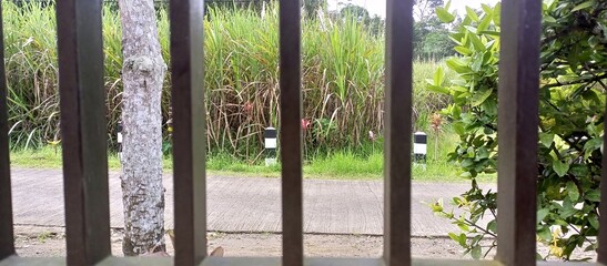 A View of Tall Grass through Fence
