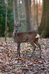 Fototapeta premium Junger Rehbock im Frühling blickt in die Kamera