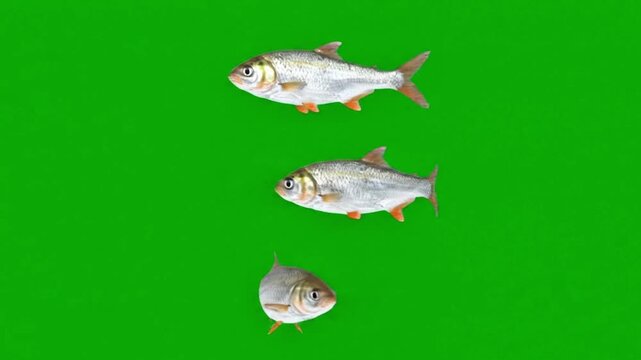 Three Silver Fish Swimming on Green Background