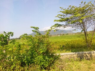 Fototapeta premium Beautiful natural scenery with green fields and a mountain in the background