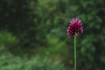 Purple Allium flower in the garden. Nature background.