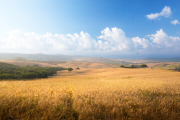 Golden wheat field and rolling hills under summer sky in Tuscany, Italy