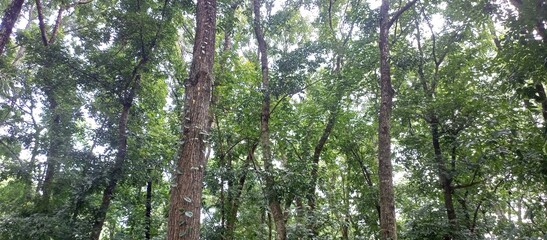 Looking Up into Lush Green Tree Canopy Forest