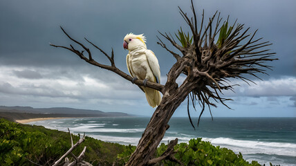  Palm Cockatoo Perched on a Wind-Swept Coastal Tree
